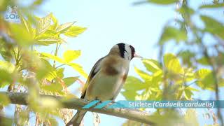 Sticlete (Carduelis carduelis) - YouTube