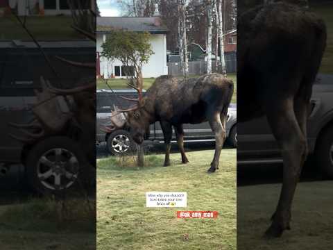 Moose made me late for work 🫎 🤣