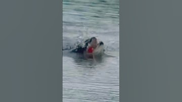 #shorts đam mê câu lure câu cá lóc giải trí #2 #fishing #cauca