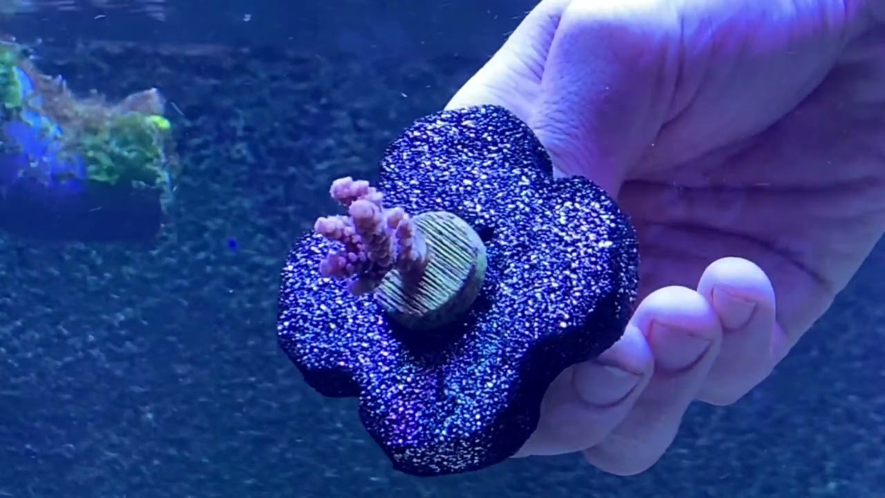 Teil 2 - Wir bestellen uns online neue Korallen. Unboxing Video von Fauna Marin Corals