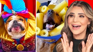 Cute Animals That Will Make You Feel Better (Costumes)