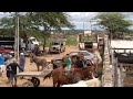 feira de criação e gado Santa Cruz do Capibaribe PE