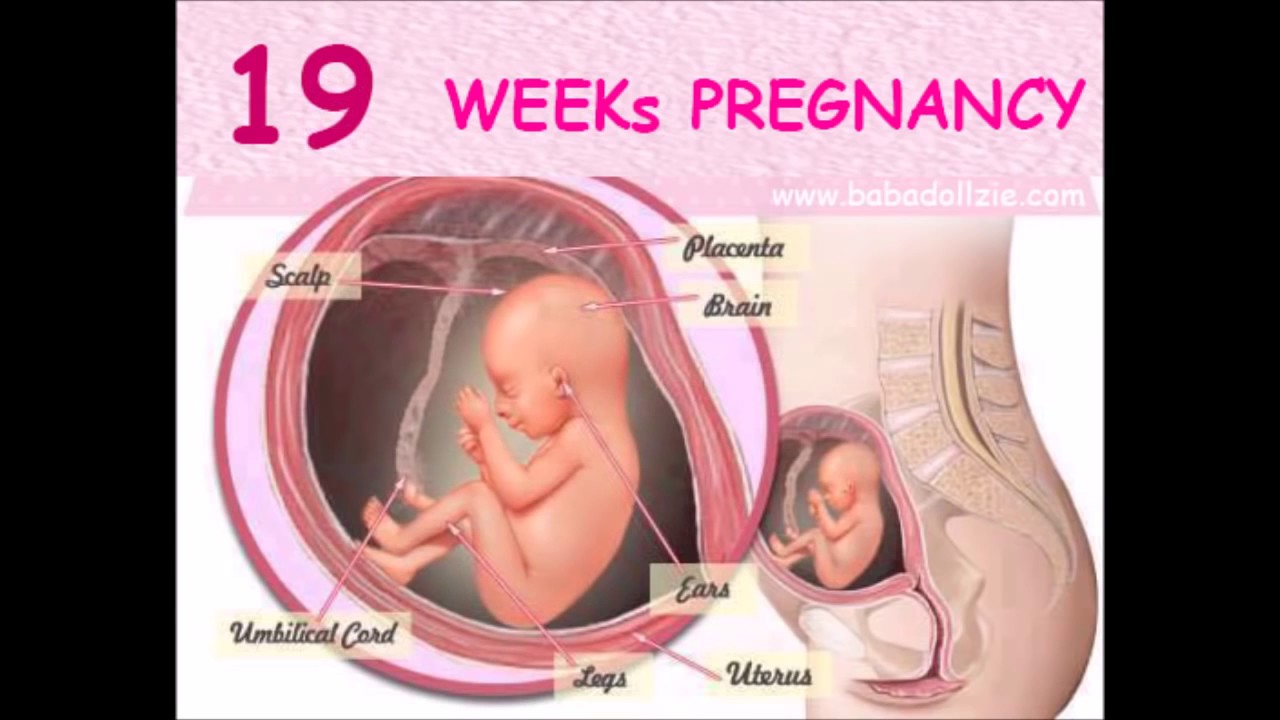 Как выглядеть беременности 19 недель
