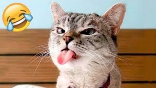 One Hour of Laughter: Funniest Animal Videos Ever😹