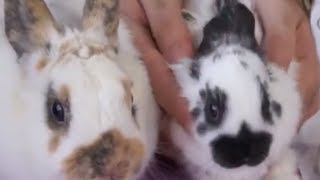 RABBITS: English spot rabbits characteristics