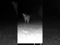 Just a pretty deer walking around at night
