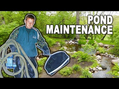 How To Maintain A Landscape Pond?