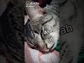 kucing saja tahu tuhan tapi kita sebagian manusia tidak tahu tuhan dan berbuat dosa kepada nya😭😭😭😭😭