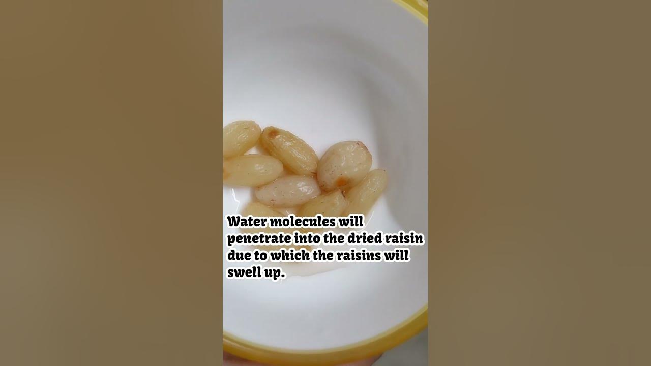 Why does raisins swell up in water ? shorts science YouTube