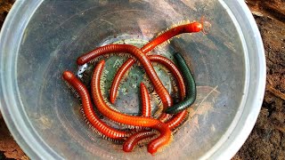 Mencari Hewan Berkaki Seribu (Millipedes)