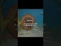 No te creerás esta criatura ANTIGUA #dinosaurios#prehistoria