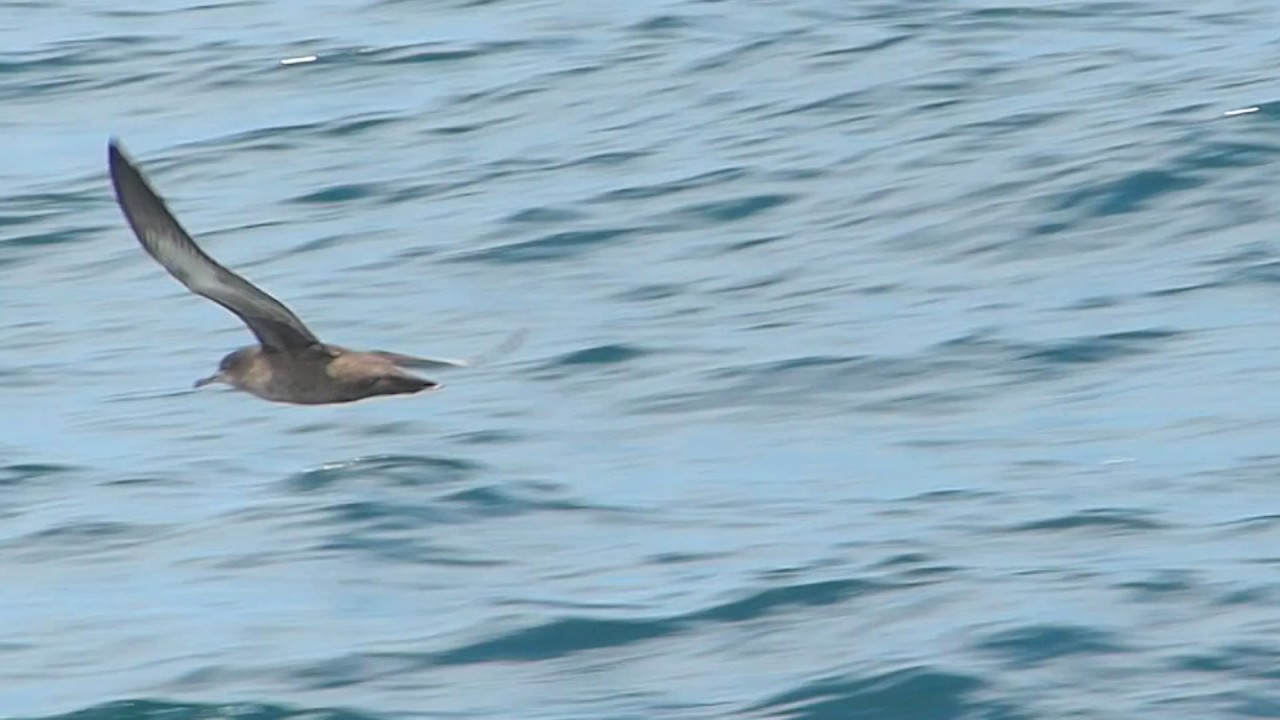 Shearwater Sooty 247 == 