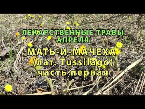 Видео: Агримония или обща агримония. Част - 1