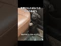 保護されたばかりの子犬の気持ち #子犬 #保護犬 #犬 #動物 #感動 #癒し #かわいい #犬のいる生活