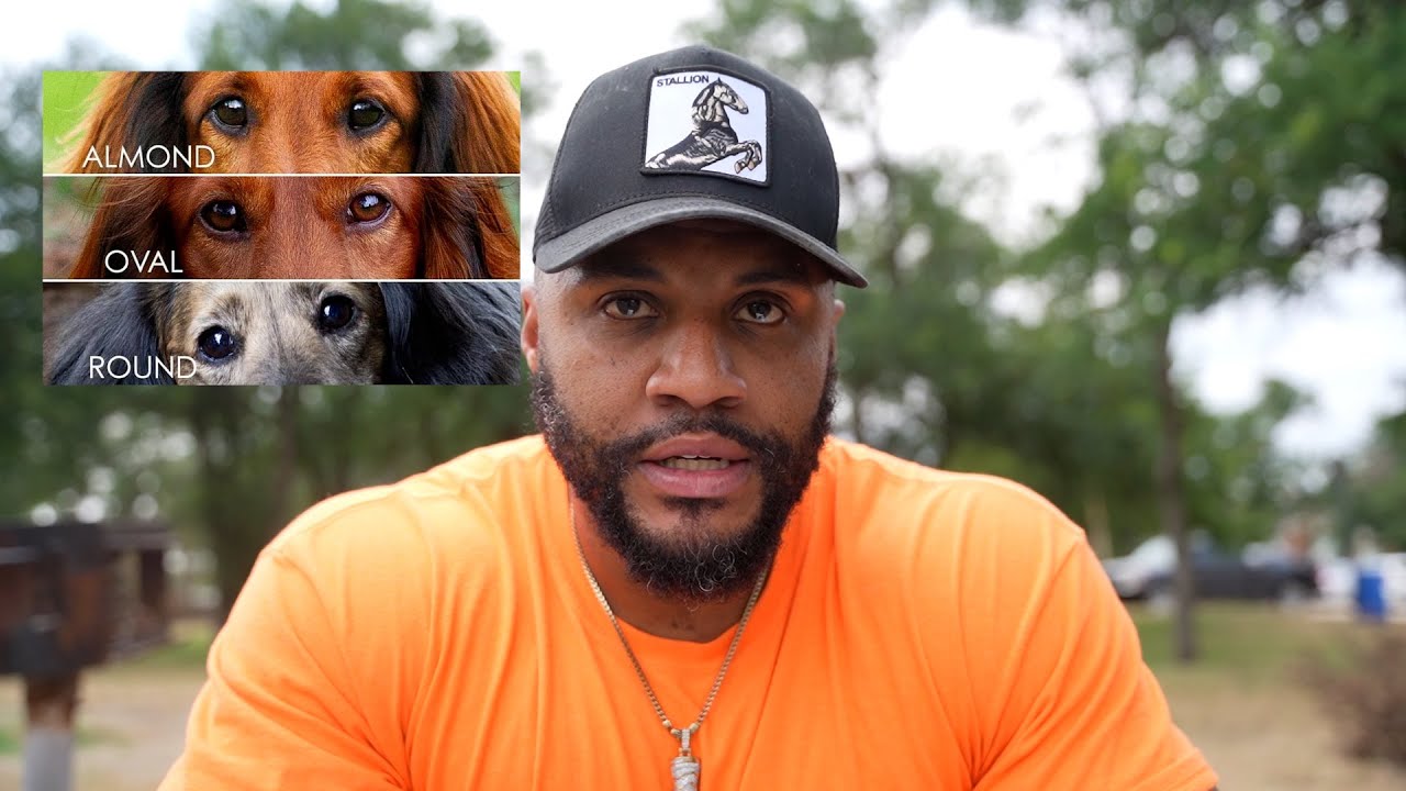 Why Your Dog's Eye Shape Matters More Than You Think! YouTube