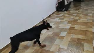 Doberman Puppy available for sale at Bhopal Pets Lover Bhopal India