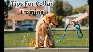 Tips & Tricks for Collar Training