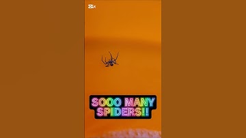 ⚠️⚠️WARNING: Don’t Watch This If You’re Afraid of Spiders⚠️⚠️ #arachnophobia #spider #scary