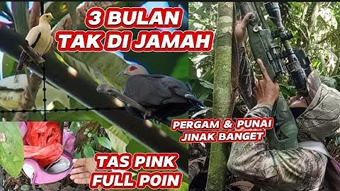 BERBURU PERGAM JUMBO PAPUA❗PERGAM & PUNAI JINAK DI SPOT TAK DIJAMAH❗TAS PINK FULL POIN