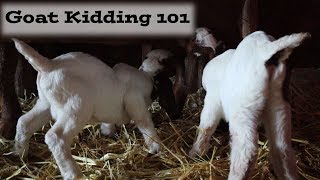 Goat Kidding 101