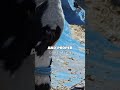Increase Cow Milk FAST! 🐄🥛 Simple Secret Tips@mikecowfarmingtips#cow #cattledisease #dairyfarming