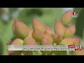 القصرين صابة قياسية وغير مسبوقة من الفستق خلال الموسم الفلاحي الحالي القصرين صابة قياسية وغير مسبوقة من الفستق خلال الموسم الفلاحي الحالي