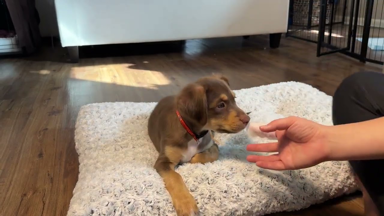 HICC PET Dental Wipes Review – Easy Teeth Cleaning for Dogs & Cats, No Brushing Needed