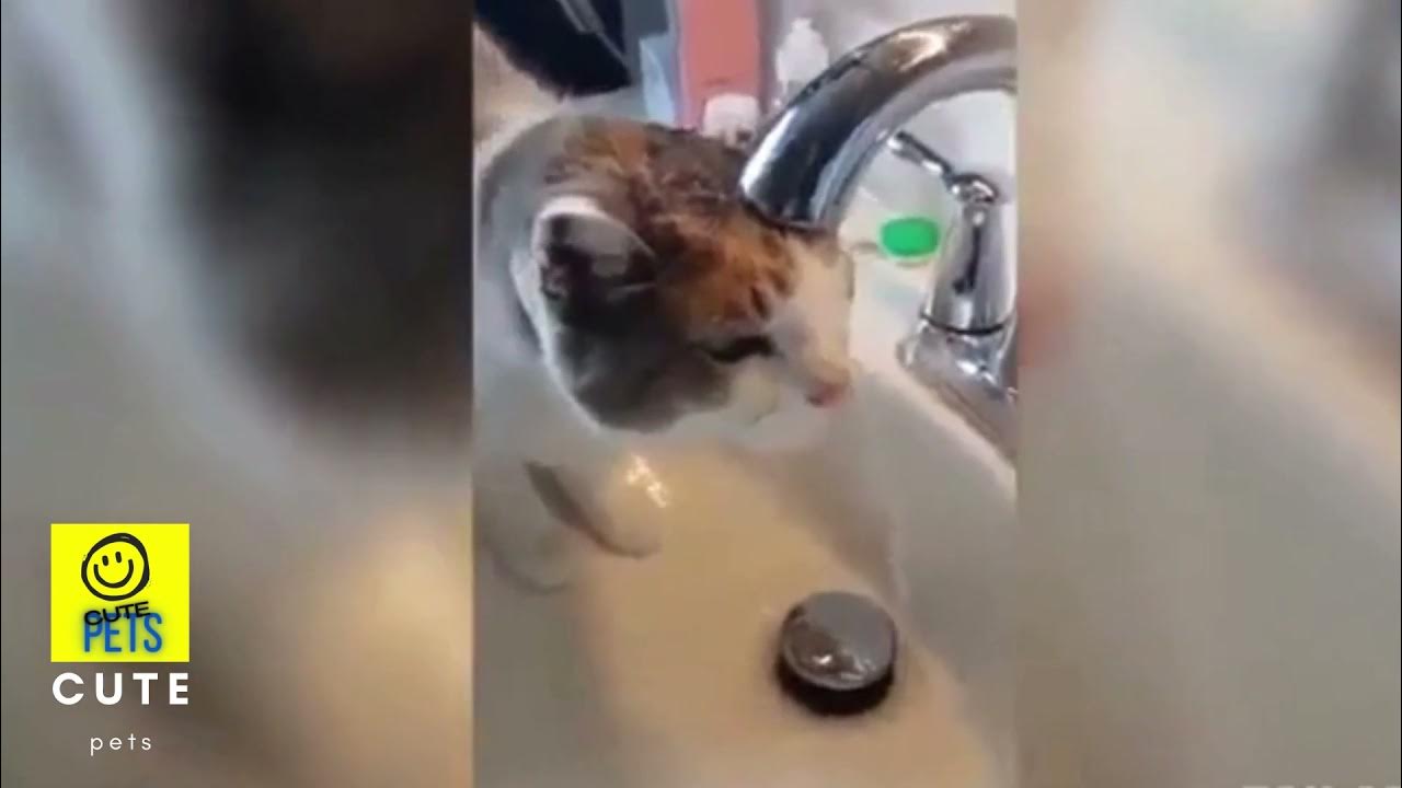 cat walking funny hilarious cats funny white cat YouTube