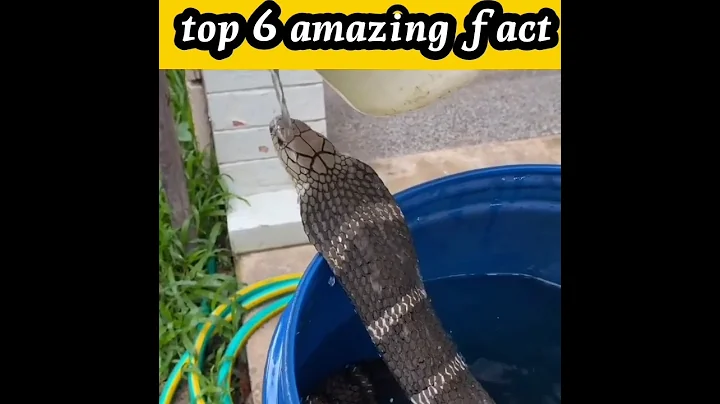 Top 6 amazing fact | #shortvideo #facts #shorts