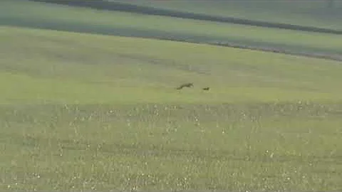 hare coursing ZULU - DIGGER x STINGER