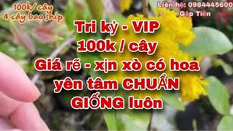 Cúc tri kỷ ( Vip) 100k/ cây . LẤY BO LIỀN. Có mặt hoa. CHUẨN GIỐNG. Lh: 0984445600 e cảm ơn ☘️