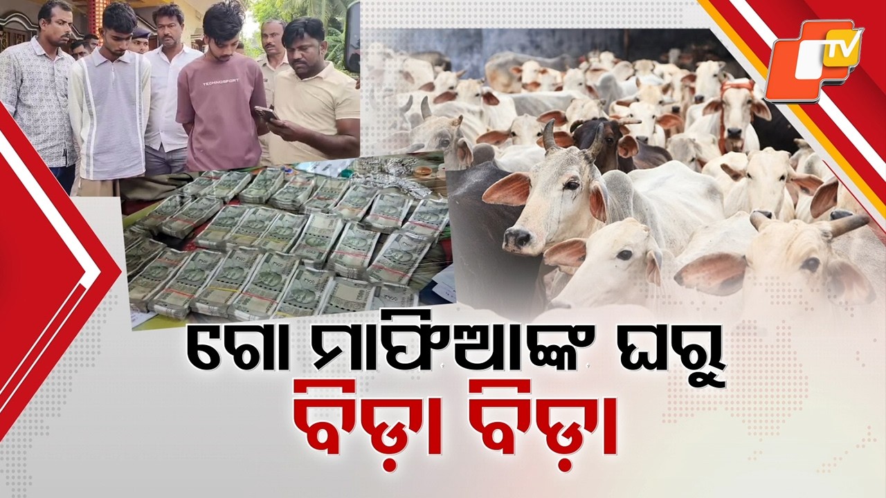 Cattle Mafia Crackdown: Massive Raids Across Balasore, Bhadrak, Mayurbhanj
