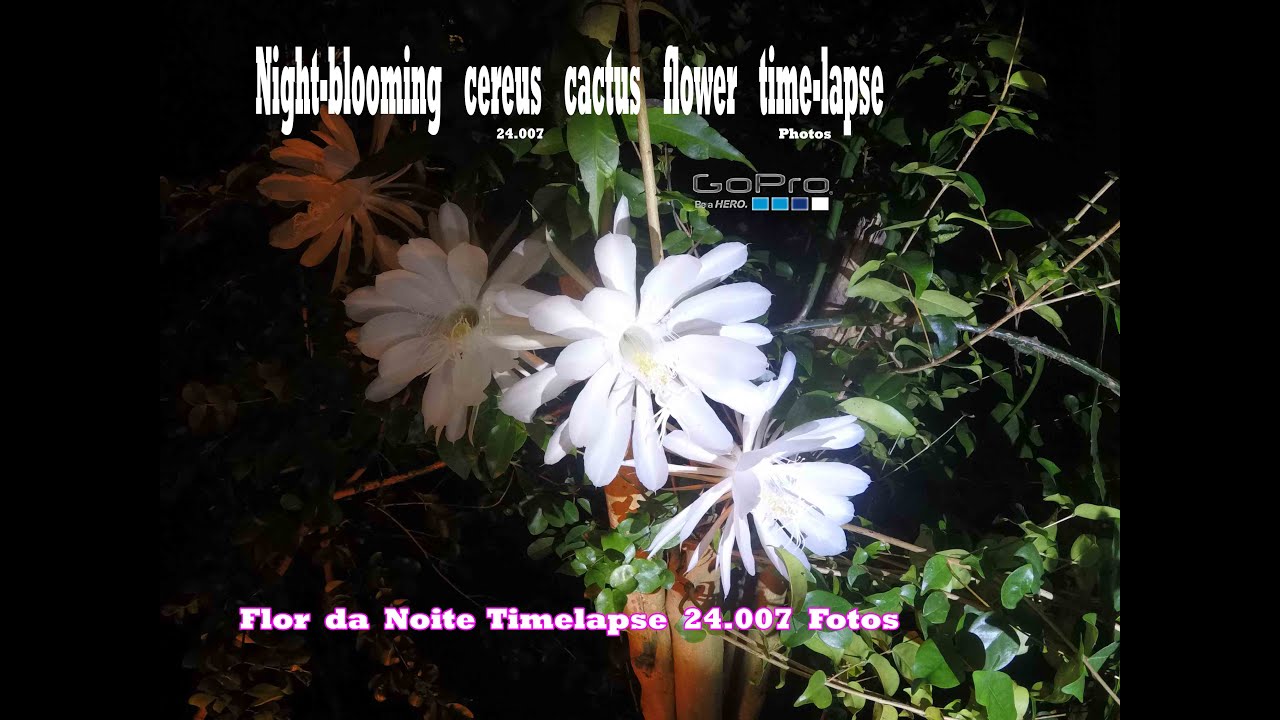 Night blooming cereus cactus flower timelapse | Cacto dama da noite, flor  que só abre a noite - thptnganamst.edu.vn