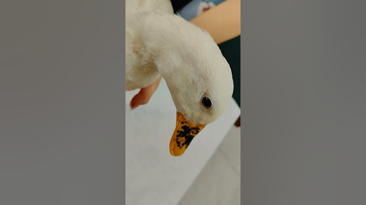 Se ROMPIÓ la UÑA mi pata 🦆