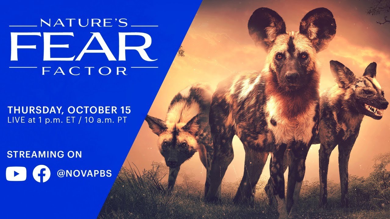 LIVE: Gorongosa National Park Scientists on African Wild Dog Reintroduction (2020)