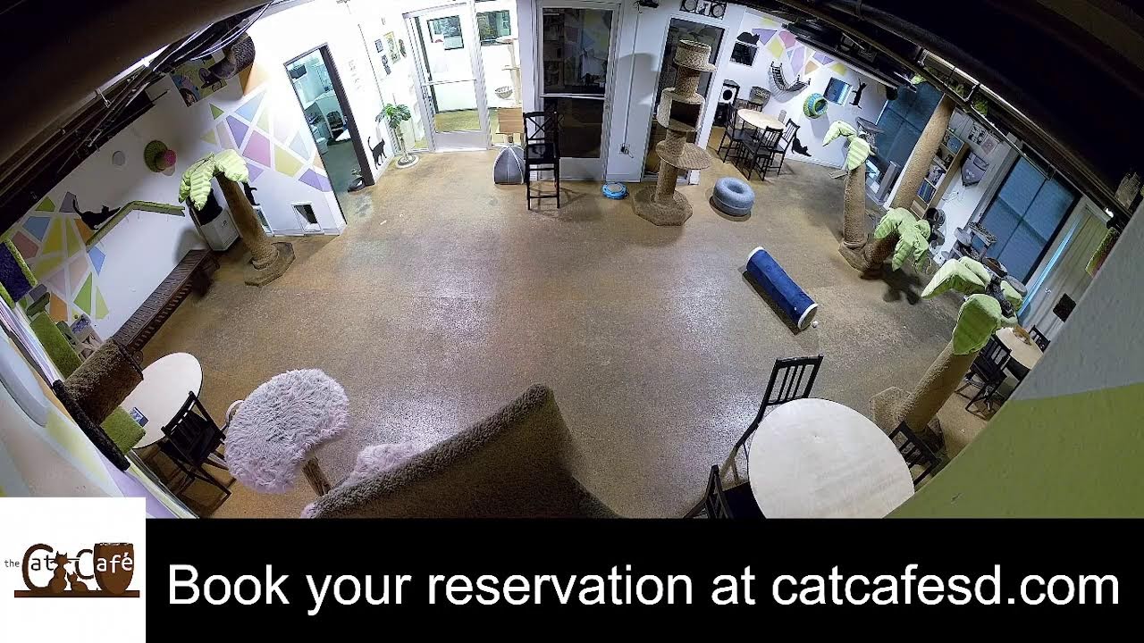 The Cat Cafe San Diego Live Stream February 28, 2026