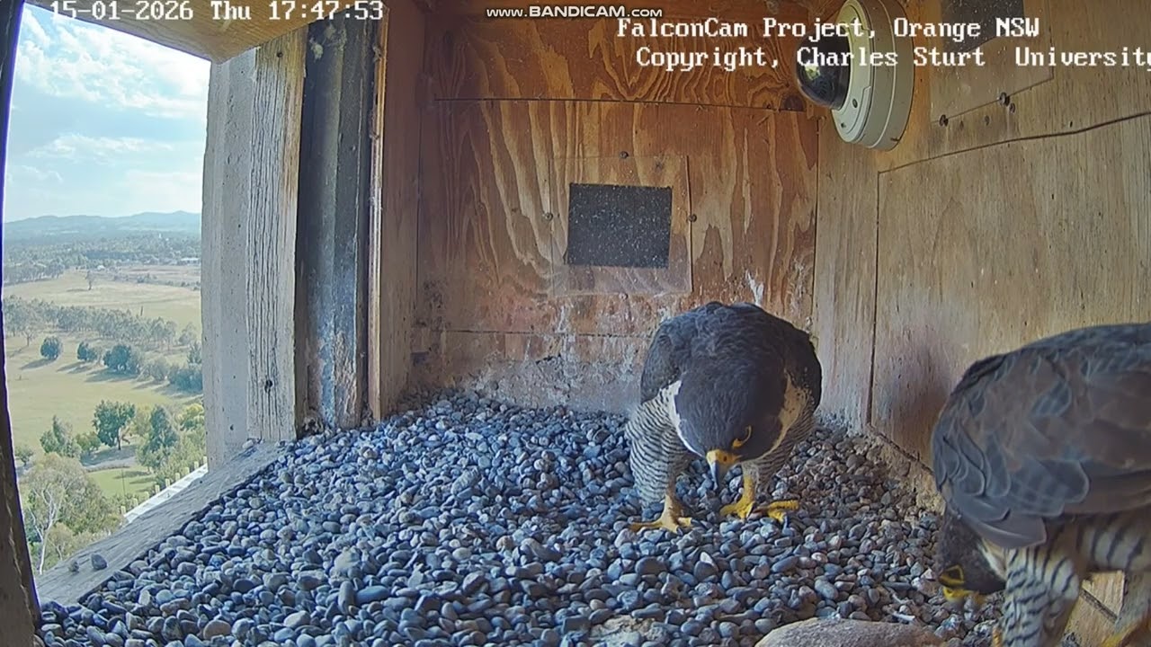 FalconCam Project CSU Orange - Diamond & Gimbir, spotkanie    2026 01 14