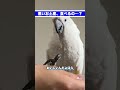 パパとママが黒ゴマまんじゅうを食べた瞬間、ゆきまる氏が…#shorts