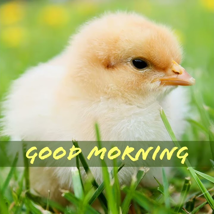Good Morning video, Beautiful whatsapp status, whishes/Greetings/qoutes/sms/Gif/Message video/Shorts