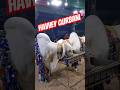 Qurbani 2025 | Giant Bull for Eid ul Adha | Biggest Sacrificial Animal | Travel counting