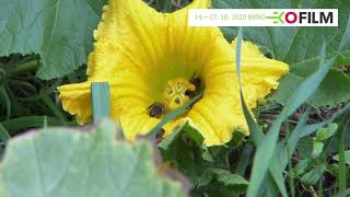 Play video: 46. EKOFILM IFF – Garden as a Paradise
