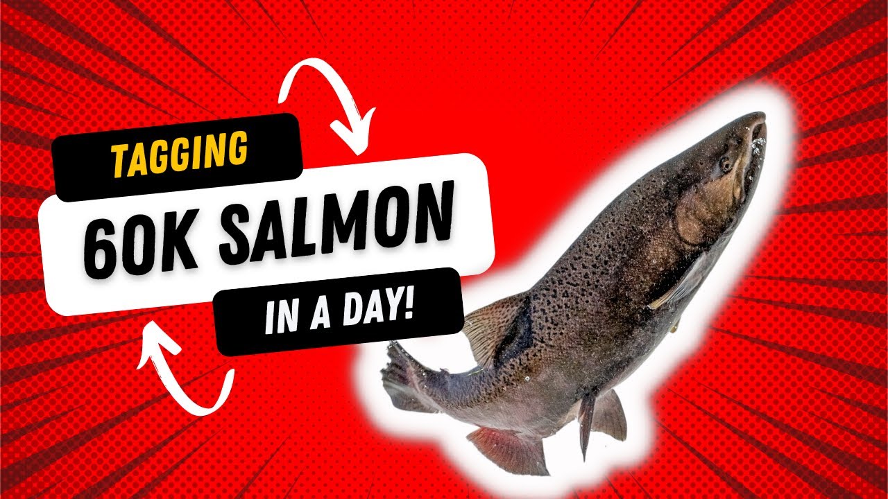 Salmon Tagging Trailer - YouTube