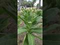 TEMBAKAU ‼️ Nicotiana tabacum #tembakau #bako #nicotianatabacum #nicotiana #tembakaulinting