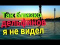 Дельфины плавают на берегу острова Джарылгач. Я просто в Шоке!