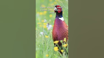 On the Ground: A Deep Dive into Upland Bird Hunting