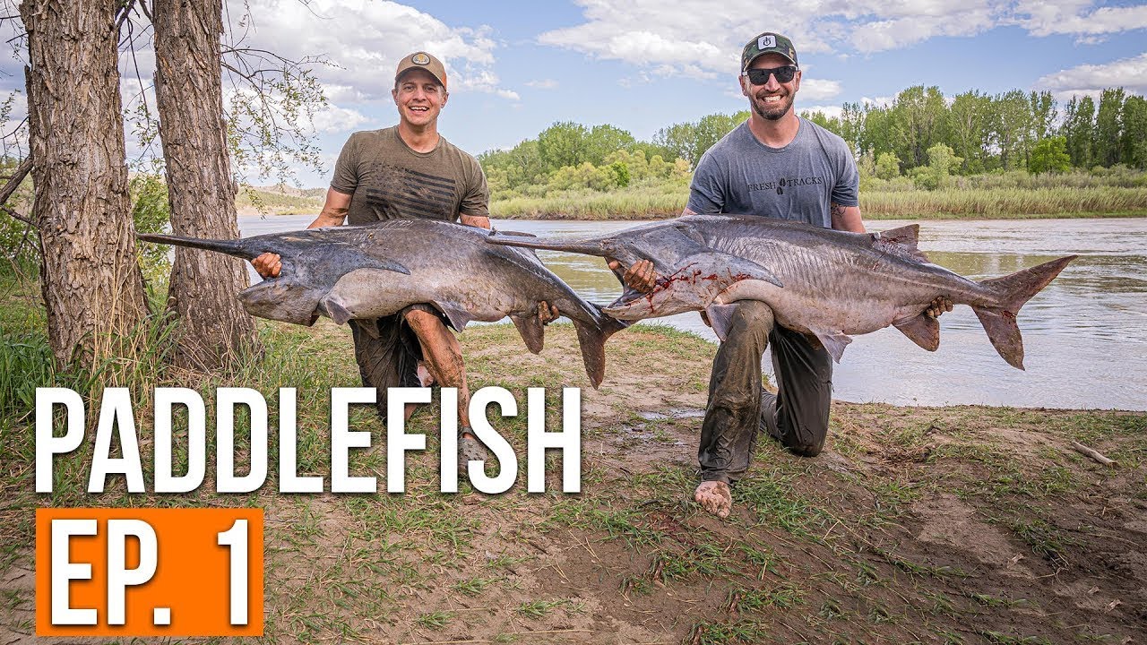 Fishing For Giants {Catch, Clean, Cook} | Montana Paddlefish (Ep. 1)