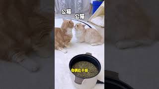 【獨生子的日常】原来它们不光嫌弃小母猫，还有我#小奶猫#铲屎官的乐趣 #Cutecats #萌寵 #Cat #動物 #Cute #Funnycat #Pet #加菲貓 #可愛