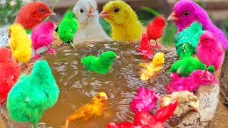 LOVELY Hen Baby Chicks Vs CREEL BASKET FRACAS Video | FishCutting