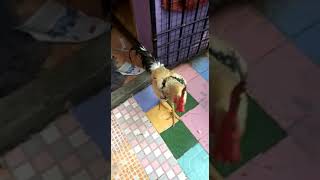 Brave cock fighting with dogs