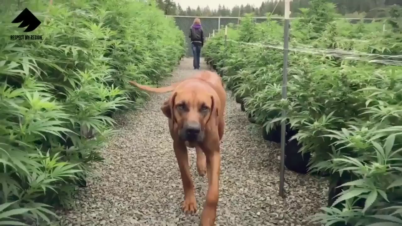 Treehawk Farms Weed Farm